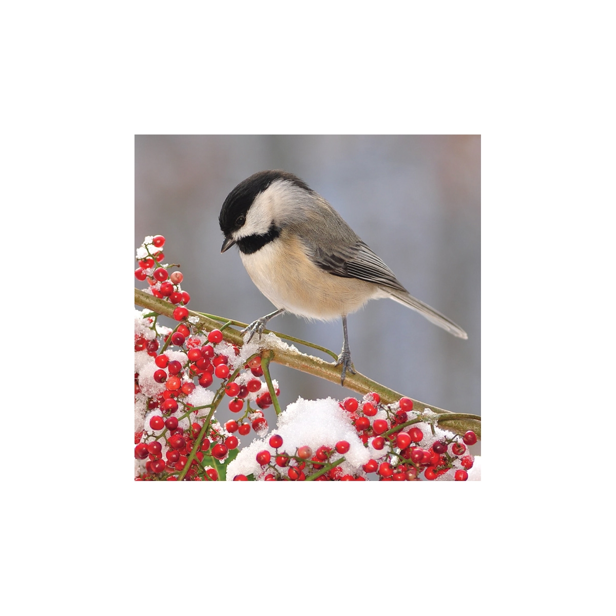 Chickadee Seals