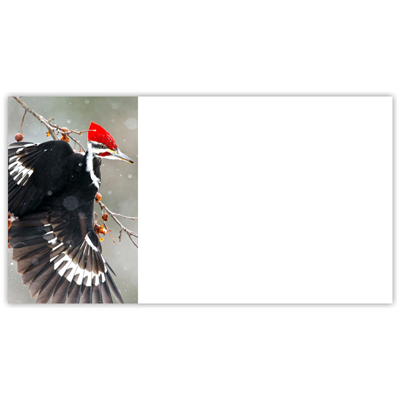 Pileated Woodpecker Labels