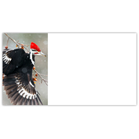 Pileated Woodpecker Labels - NWF240032AL