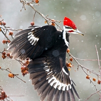 Pileated Woodpecker Seals - NWF240032S