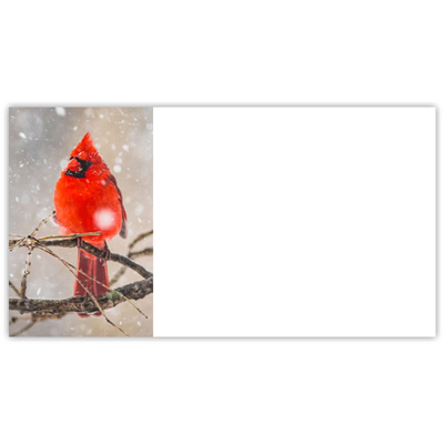 Male Cardinal Labels