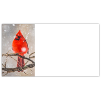 Male Cardinal Labels - NWF240033AL