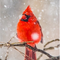 Male Cardinal Seals - NWF240033S