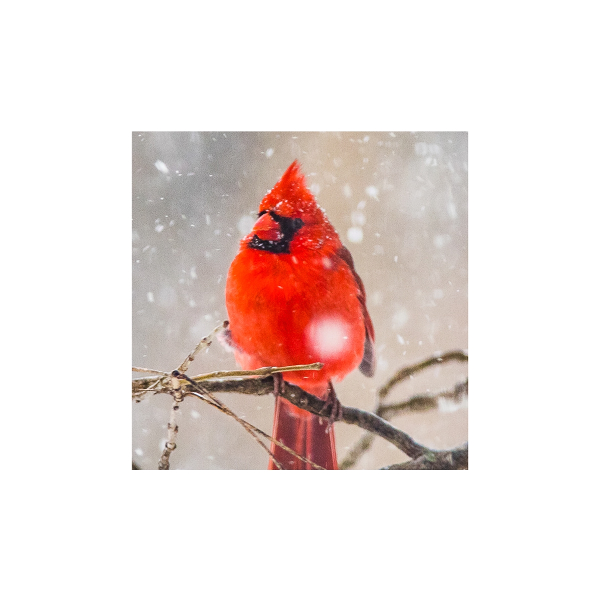 Male Cardinal Seals