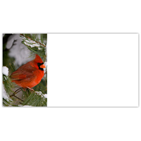 Cardinal in Pine Tree Labels - NWF240034AL