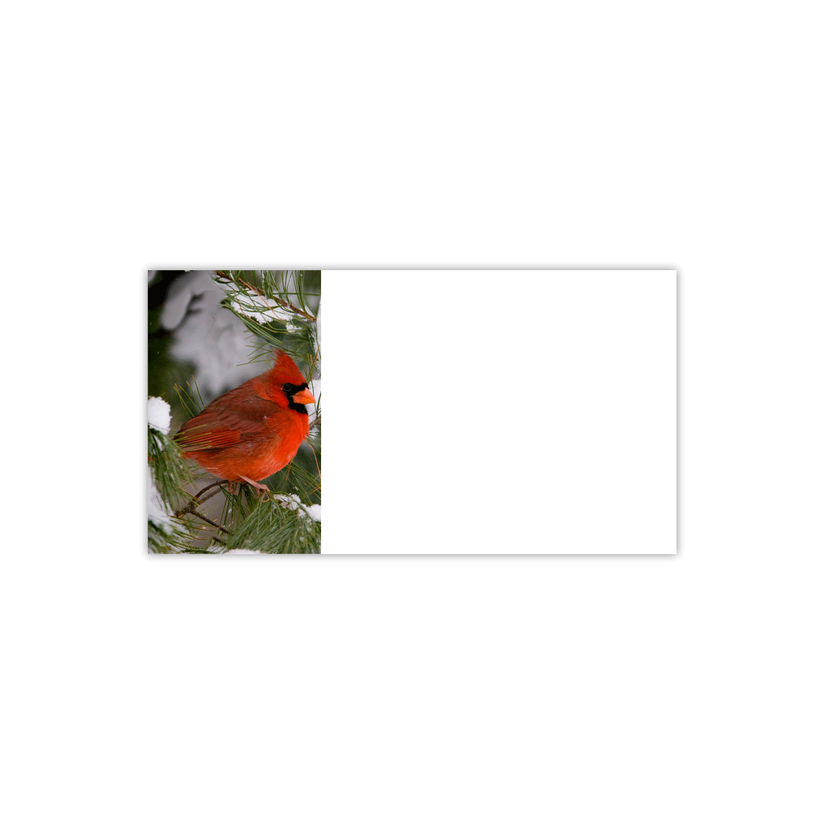 Cardinal in Pine Tree Labels