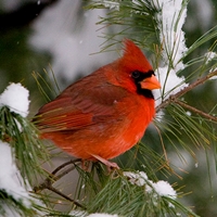 Cardinal in Pine Tree Seals - NWF240034S