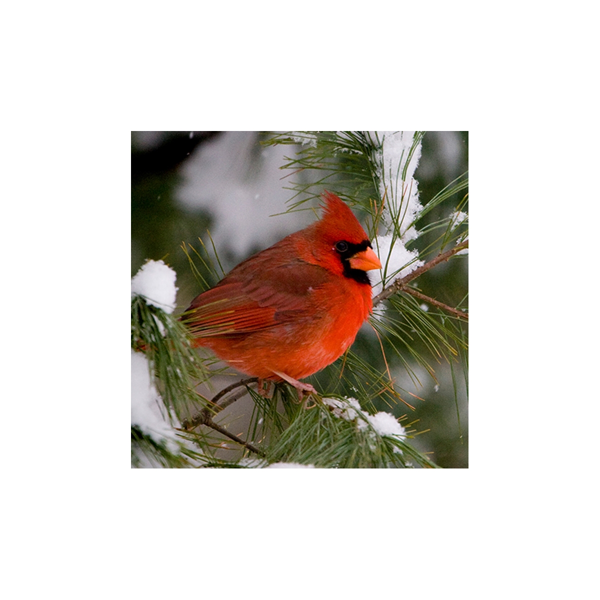 Cardinal in Pine Tree Seals