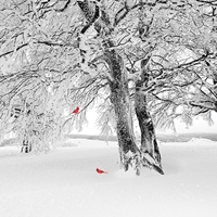 Cardinal Greetings Seals - NWF240044S