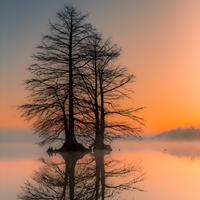 Trees for Wildlife Misty Sunrise Seals - NWF240058S