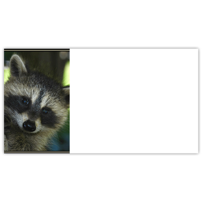 Trees for Wildlife Raccoon Labels