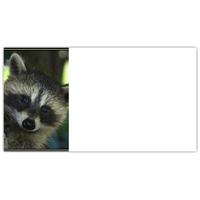 Trees for Wildlife Raccoon Labels - NWF240059AL