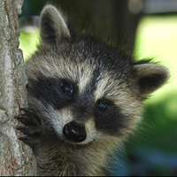 Trees for Wildlife Raccoon Seals - NWF240059S