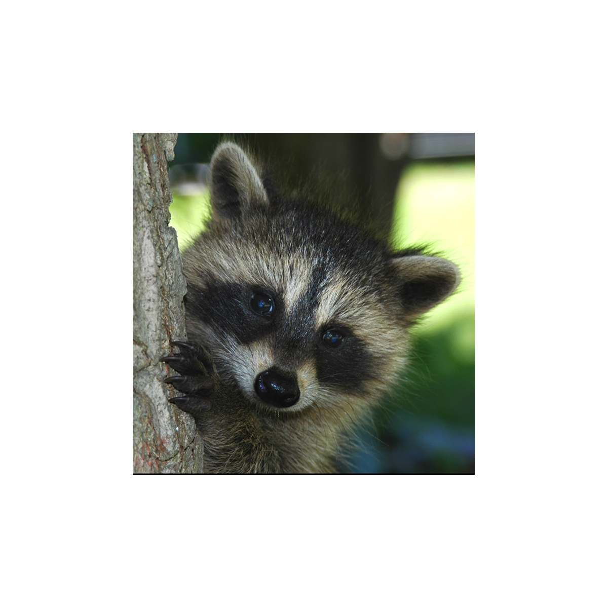 Trees for Wildlife Raccoon Seals