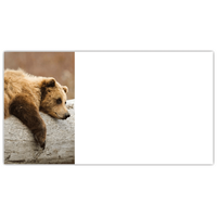 Trees for Wildlife Bear Labels - NWF240060AL