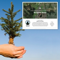 Tree Sponsorship - Memorial $10 - $150